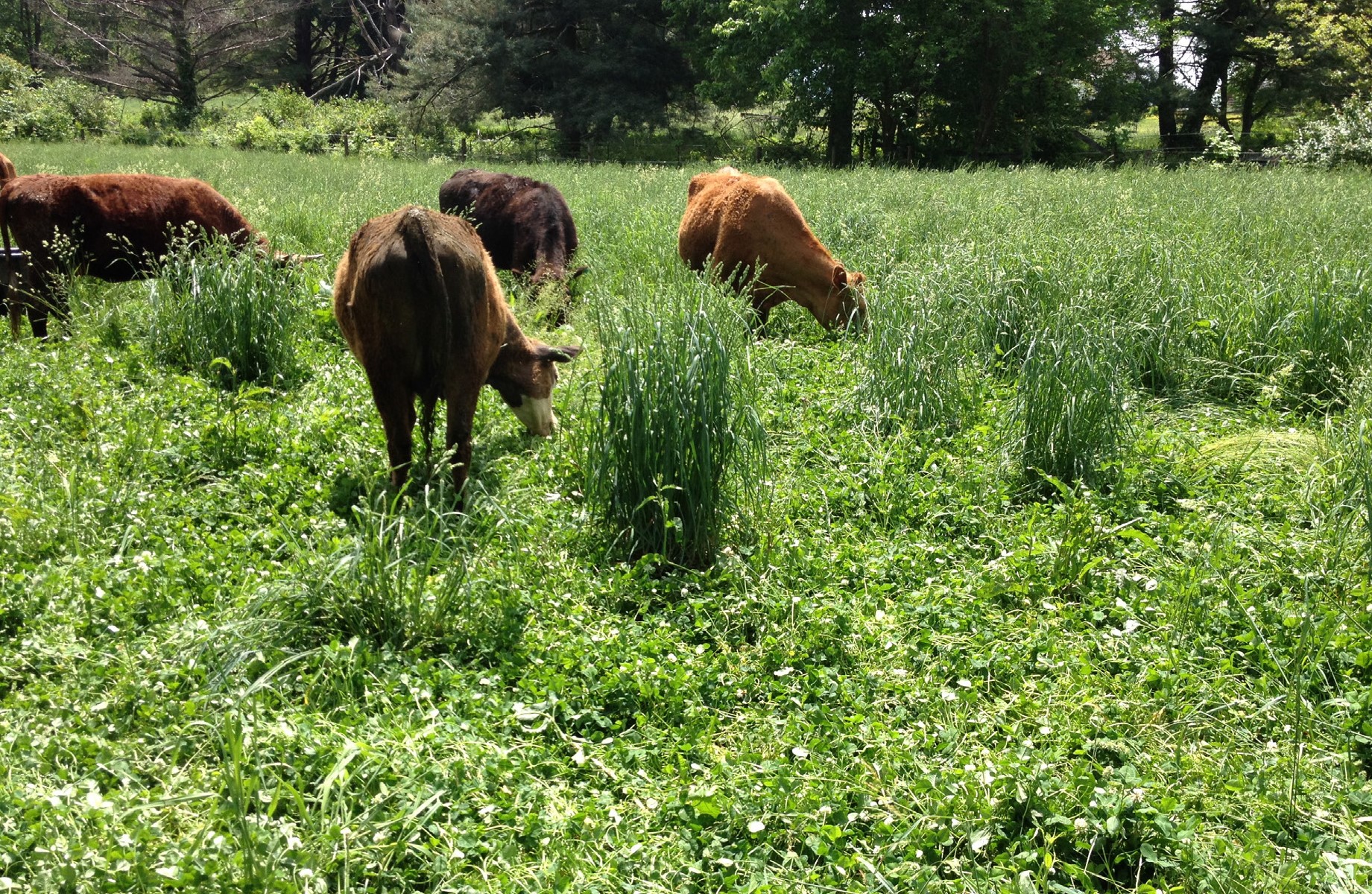 Best Grass for Cattle Grazing – Mother Earth News