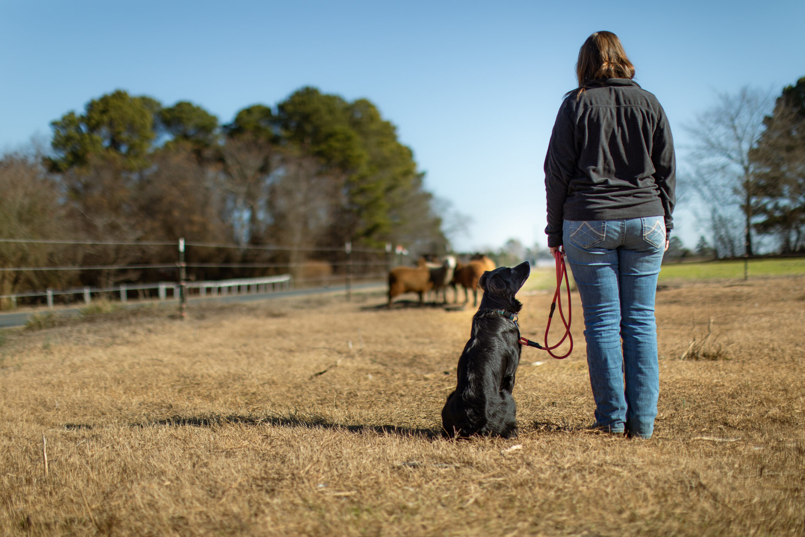 6 Surprising Ways to Use a Herding Dog • The Prairie Homestead