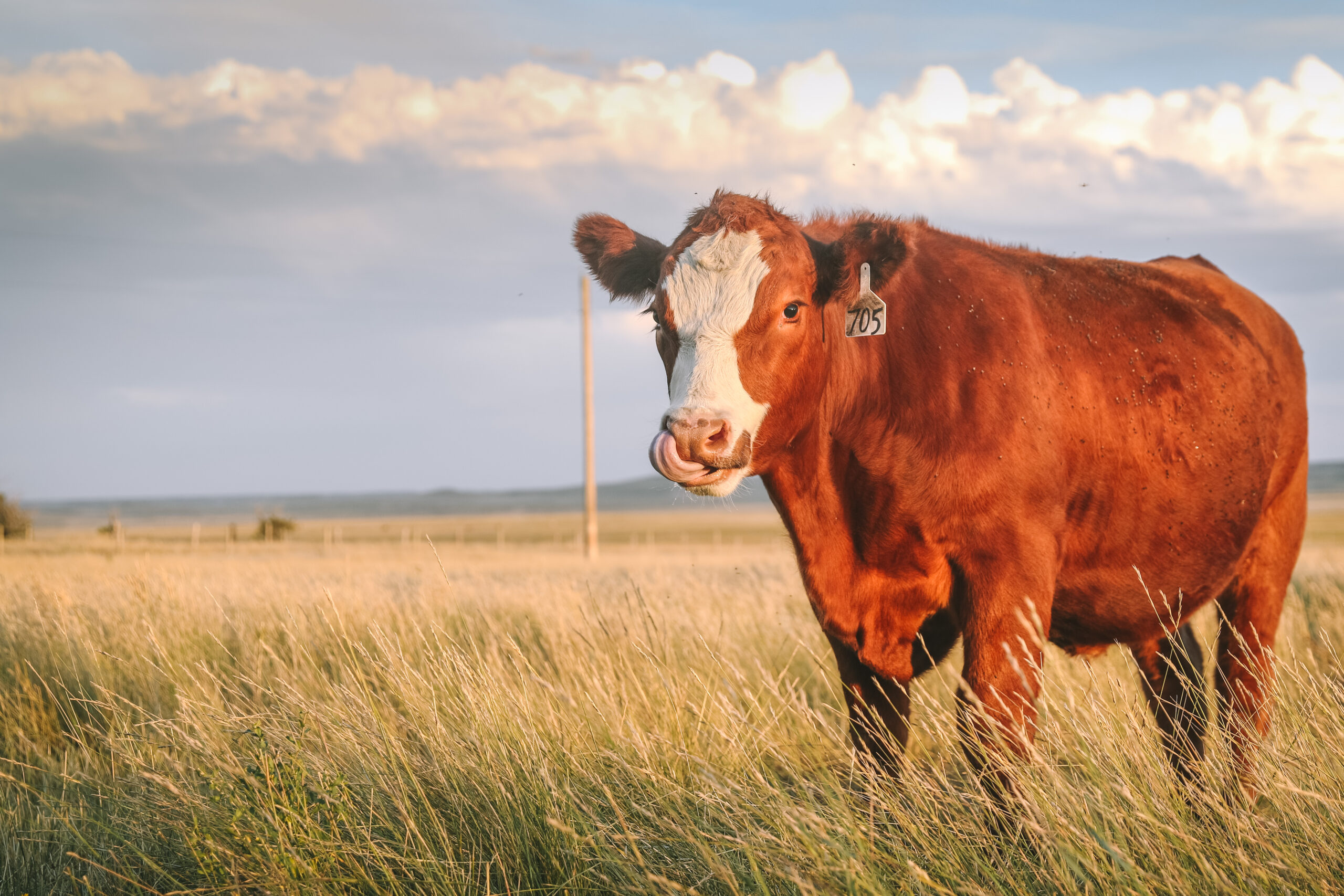 How to Pick the Best Livestock for Your Homestead • The Prairie Homestead