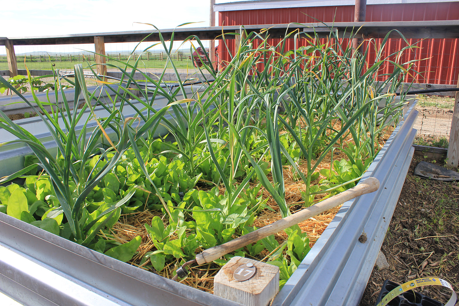 The Best Mulch for Your Vegetable Garden • The Prairie Homestead