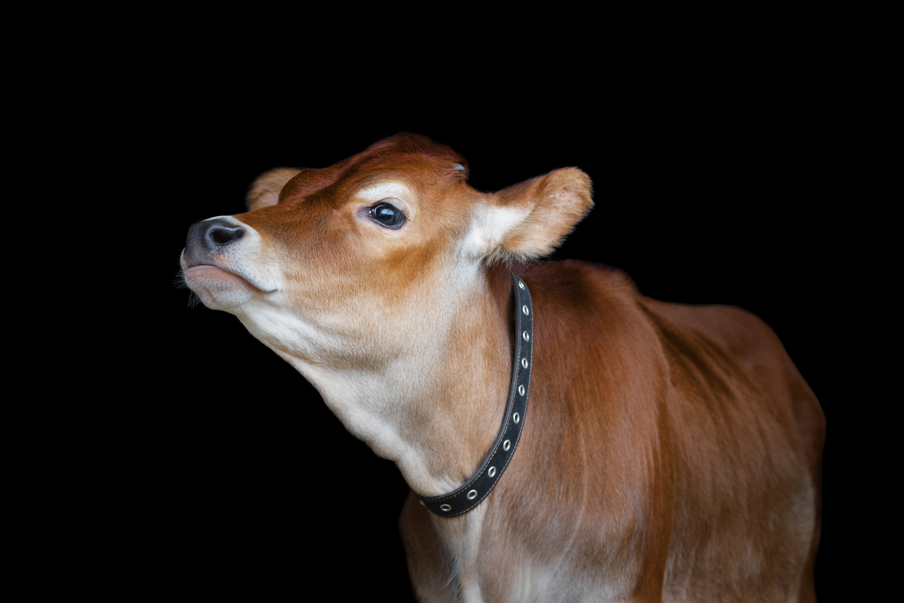 Consider Miniature Dairy Cows – Mother Earth News