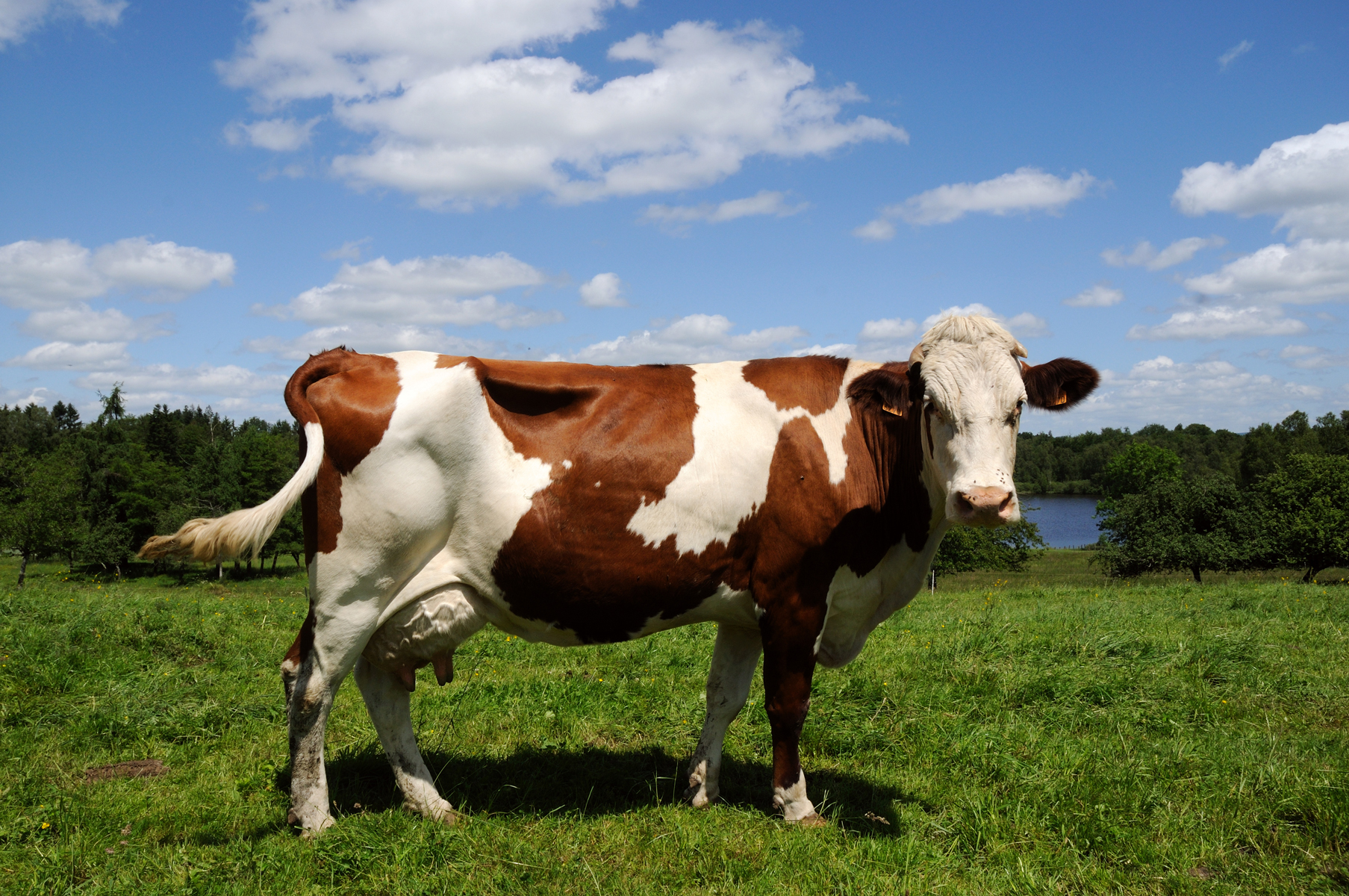 Heritage Livestock Breeds – Mother Earth News