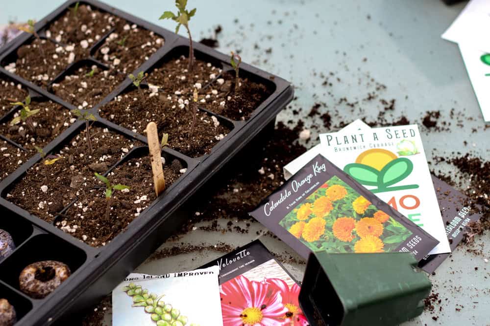 Why Good Potting Soil is Important (and the Story of My Dead Tomato Seedlings) • The Prairie Homestead